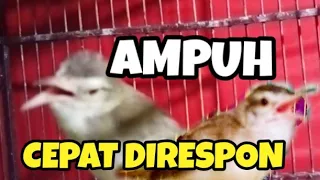 pancingan tercepat ciblek sawah bahan biar bunyi gacor koar koar