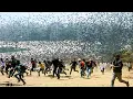 Download Lagu Massive Animal Invasions \u0026 Migrations Caught On Camera