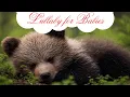 Download Lagu Lullaby for Babies to go to Sleep | Cute Music for Babies | Baby Lullaby songs go to sleep 12 HOURS