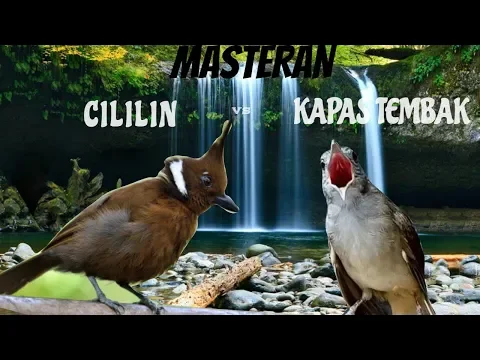 Download MP3 Masteran Kombinasi KAPAS TEMBAK VS CILILIN Jernih Durasi Panjang