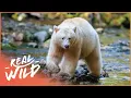 Download Lagu Searching For The Rarest Bear On Earth | Moksgm'ol