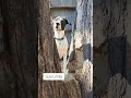 3 Tips for Dog Friendly Airbnbs