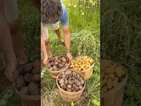 Our 4 essential staple crops for living off the land π½π«π₯π°