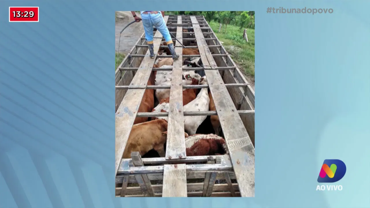 Polícia recupera bois roubados que valiam R$ 120 mil