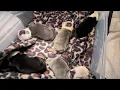What To Expect The First 48hrs For Newborn Puppies