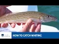 Lagu How to catch whiting with Alistair McGlashan
