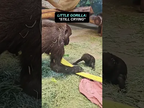 Baby Gorilla Gets Comforted❤️