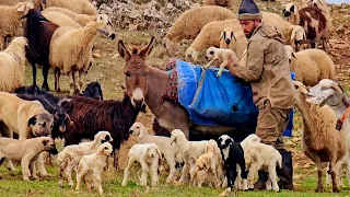 ولادة الغنم في الجبال تربية الخراف الصغار 