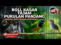 Lagu 🔴Live Cucak Cungkok Super Gacor Beset Kasar Tembakan Tajam vs Prenjak Betina Tir Isian Peatuk Sampit