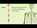 Download Lagu What are genes? | Animation | Minute to Understanding | The Jackson Laboratory