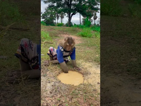 Great video Super SokYaa Very Adorable & Harmony Animals Around The World #shorts