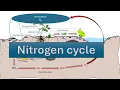 Nitrogen Cycle Nitrogen fixation NITRIFICATION AMMONIFICATION DENITRIFICATION ASSIMILATION