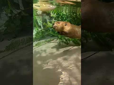Underwater with a Beaver