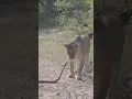 Download Lagu Black Mamba VS Lioness  #wildlife #animals #africa #safariafrica #africansafari #endangeredspecies