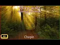 Download Lagu Spring Waltz (Mariage d'Amour) Chopin - Forest 4K