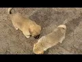 German Shepherd Great pyrenees