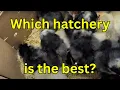 Finally Cackle Hatchery vs McMurray Hatchery vs Hoover Hatchery North 40 Review