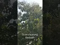Download Lagu Suara burung kedasih di alam