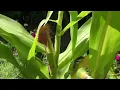 Download Lagu Still no irrigation inspired by syntropic agroferestry + how to and tools