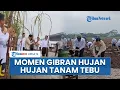 Download Lagu Momen Wapres Gibran Ikut Panen dan Tanam Tebu di Banyuwangi, Rela Hujan-hujan Bareng Warga