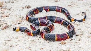 Snakes and Safety on Continental U S DoD Installations