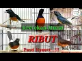 Download Lagu suara ketrekan murai batu emosi