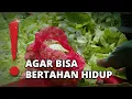Download Lagu Kisah Bu Ayu Pemulung Sayuran di Kramat Jati: demi Keluarga