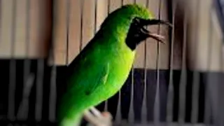 Download Cucak Ijo Gacor nembak Panjang // Special Contest Bird MP3