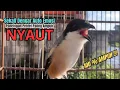 Download Lagu burung cendet gacor FULL MATERI JUARA untuk PANCINGAN CENDET AGAR BUNYI jadikan BURUNG PENTET GACOR