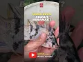 Download Lagu Alasan Ikan Nila Masih Kecil Sudah Memijah #budidayaikan #ikannila #ternakikan