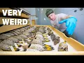 Download Lagu My Collection of Unusual Birds