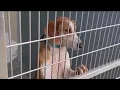 Charlottesville-Albemarle SPCA opening seven days a week