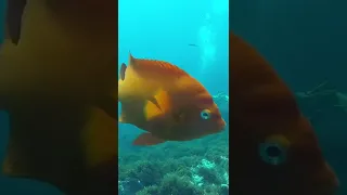 Fred the Fish…  SCUBA Diving in San Diego. #shorts #fish #sandiego #scubavlog #sailingbyefelicia
