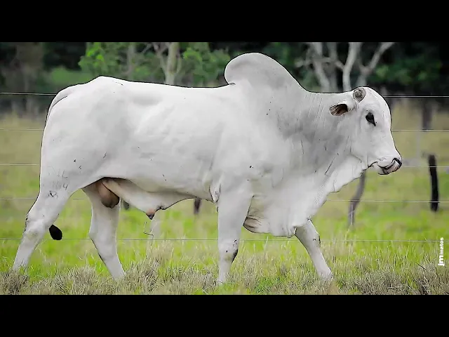 Touro Nelore TJL - 1964