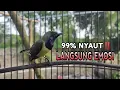Download Lagu CUIT CUIT CRECET PEMBANGKIT EMOSI SOGON JADI CEPAT GACOR NEMBAK !! Hanya Sebantar Auto Nyaut