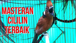 suara cililin tajam dan pedas sangat cocok untuk masteran murai batu dan burung kicau lain