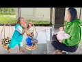 Download Lagu CUTIS farmer \u0026 Baby monkey, harvest eggs invite Mom unbelievable special dish