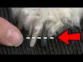 Dog Nail Clipping Secret EVERYBODY Should Know