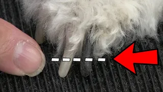Dog Nail Clipping Secret EVERYBODY Should Know