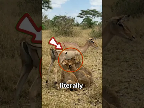 Most Wholesome Wild Moment Ever Captured π₯Ήββ#Shorts #Wildlife #Animals #Nature #Wholesome #usa