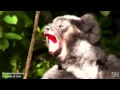 Download Lagu Some lemurs sing in sync | Science News
