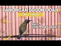 CUIT CUIT CRECET PANGGILAN SOGON BAHAN IJOAN AGAR CEPAT BUNYI ❗ BUKTIKAN AMPUHNYA