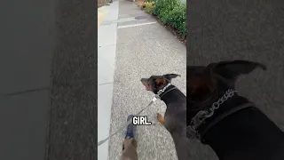 #fyp #dream #doberman #pets #youtube