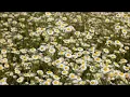 Joanie Madden - The Level Plain
