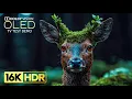 Amazing OLED TEST Demo | 16K Video ULTRA HD 120 fps | Dolby Vision