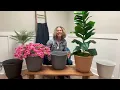 ATLeisure Set of 2 14 Diameter ILLUSION Resin Planters on QVC