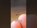 this praying mantis is 10 minutes old