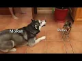 Download Lagu The Husky And His White Cat Shizun Memes compilation