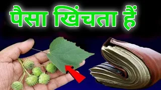 पैसा खींचने वाला पता ? साधारण पौधा समझकर फेकने की भूल मत करना // भाग्यशाली लोग ही वीडियो देख पाएंगे