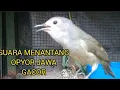 Download Lagu OPYOR JAWA MENANTANG LAWAN